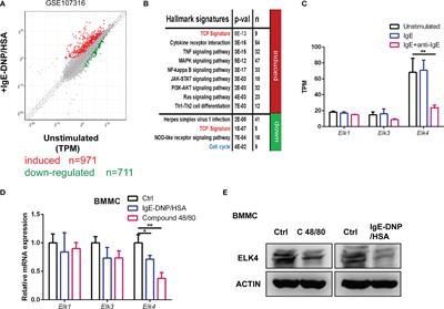 ELK4 exerts opposite roles in cytokine/chemokine production and degranulation in activated mast cells